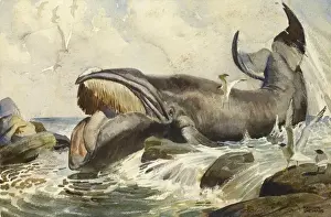 Sea Bird Photography Drucke: Baleen whale