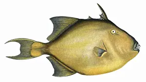 Drucke von Balistes capriscus oder Grauer Auslöserfisch (in diesem Text als Felsenkabeljau beschrieben). Datum: 1865 Drückerfisch Drucke: Baleitenfisch grauer Auslöser