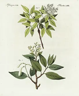 Friedrich Bertuch Artwork Drucke: Balm of Peru and elemi gum tree