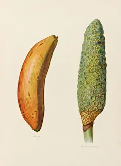 BANANAS
