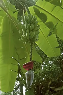 Banana Tree Drucke: Bananas on tree