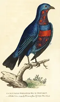 Naturalists Pocket Magazine Prints Drucke: Banded cotinga, Cotinga maculata