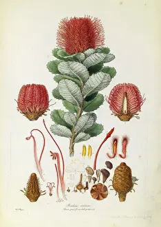 Botanisch Drucke: Bankesie coccinea, Rotbankesie