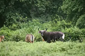 Mammals Of Indonesia Drucke: Banteng