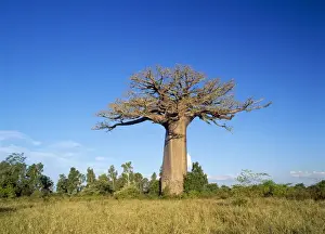 Baobab Tree Drucke: Baobab / Boab Tree
