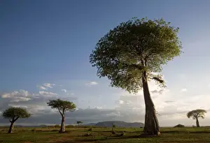 Baobab Trees Drucke: Baobab / Boab Trees