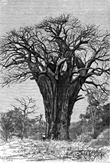 Baobab Tree Images Drucke: Baobab tree