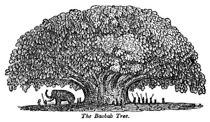 African Elephant Habitat Drucke: Baobab tree and elephant