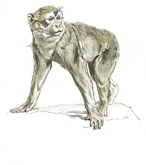 Raymond Sheppard Artwork Drucke: Barbary Ape