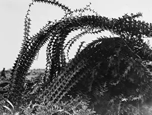 Western Front History Drucke: Barbed Wire 1917