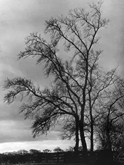 Bare Trees In Winter Drucke: Bare Winter Trees