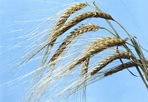 Cereal Crops Drucke: Barley Crop