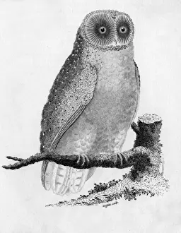 Tyto Alba Images Drucke: Barn Owl