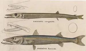 Historical Marine Life Drucke: BARRACUDA / 1860