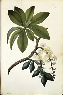Barringtonia calyptrata, Mangopin-Ahornbaum