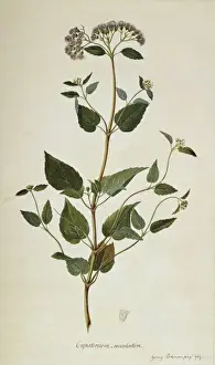 Angiosperm Illustrations Drucke: Barrosoa apiculata