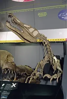 Baryonyx walkeri