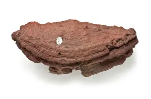 Volcanic Rock Drucke: Basalt bomb