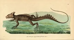 Zoological Illustrations History Drucke: Basilisk, Basiliscus basiliscus