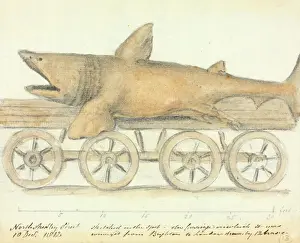 Drucke von Ein handgezogenes Graphit und Wasserfarbenwaschblatt, das einen Schwertfisch beim Transport von Brighton nach London in einem Wagen mit zwölf Pferden zeigt. Datum: Dezember 10., 1812 B Drucke: Weichselwal (Wale)