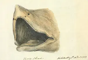 Drucke von Zugeschnittenes Graphit und Wasserfarbenwaschbild vom Seitenblick des Kopfes der Haiebeutelwels, von Brighton nach London transportiert am 10. Dezember 1812. Datum: 1812 Riesenhai Drucke: Weichselwal