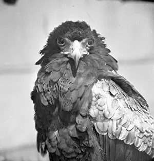 Bateleur-Eule