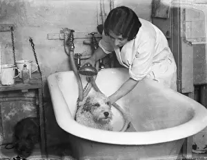 Hunden baden