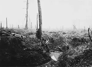 Drucke von Die alten britischen Stellungen an der Westfront während des Schlachtfeldes von der Somme im französischen Delville-Wald am 3. Juli 1917 Schlacht An Der Somme Drucke: Schlacht von der Somme