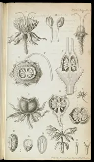 Baueras rubioides