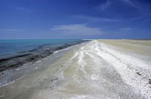 Strand mit Meerschalen bedeckt ist