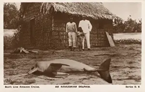 Drucke von Ein strandverscharrter Neandertalerartiger Riesenbiber aus Südamerika Iniidae Drucke: Ein strandgelegener Delfin der Amazonas-Flussdolphinfisch