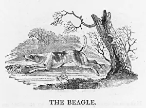 Bewick Prints Drucke: Beagle (Bewick)