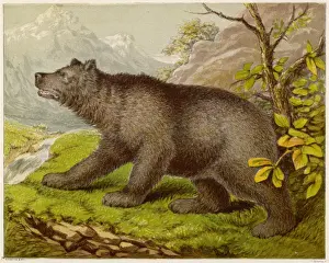 Bär (Kronheim)