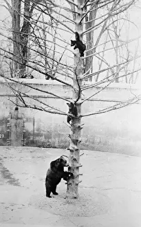 Snowy Forest Animals Drucke: Bears on Tree in Snow