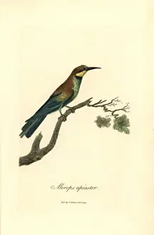George Graves Engraving Drucke: Bee-eater, Merops apiaster