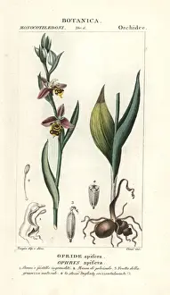 Antique Natural Science Illustrations Drucke: Bee orchid, Ophrys apifera