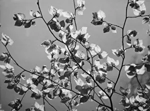 Beech Tree Leaves Drucke: Beech Leaves