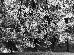 Beech Tree Leaves Drucke: Beech Tree Leaves