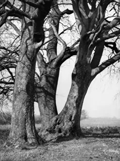 Beech Trees Drucke: Beech Trees