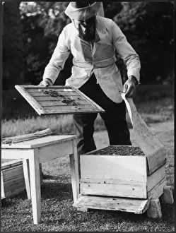 Beekeeping Protective Gear Drucke: Beekeeping 1960S