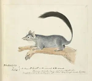 Native Australian Animals Drucke: Beelat (aboriginal name)