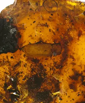 Upper Cretaceous Period Drucke: Beetle in amber