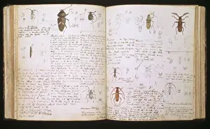 Heinrich Walter Drucke: Beetles