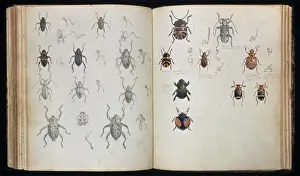 Heinrich Walter Drucke: Beetles