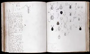 Heinrich Walter Drucke: Beetles