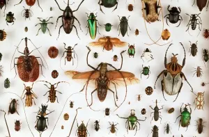 Käfer Drucke: Insektensammlung