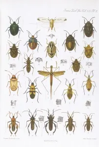 Käfer Drucke: Käfer - Vielfältig