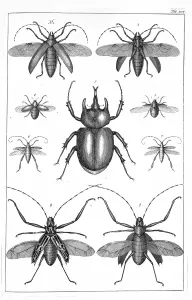 Käfer Drucke: Käferillustration