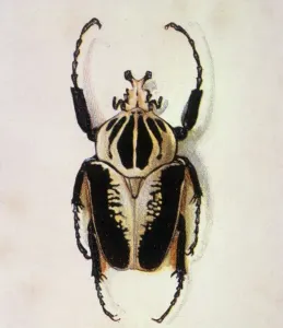 Käfer Drucke: Riesenkäfer