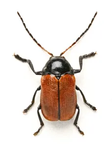 Käfer Drucke: Haselkäferkäfer